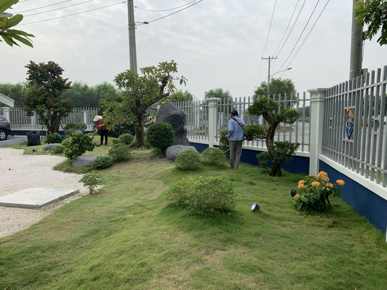 Công ty chăm sóc cây xanh tại Quận 11 giá rẻ