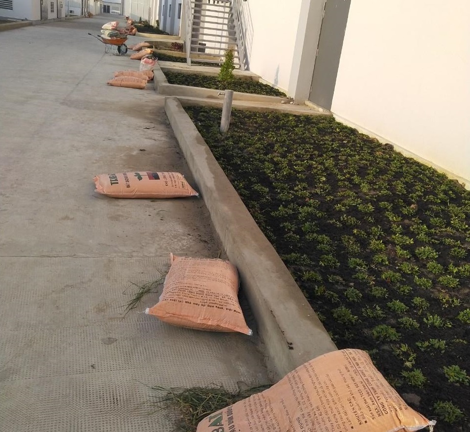 trồng cỏ trồng cây xanh tại Quận 11 Hồ Chí Minh