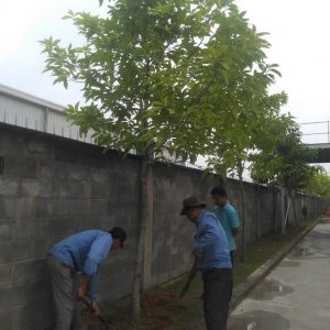 Thi công cây xanh tại Quận 10