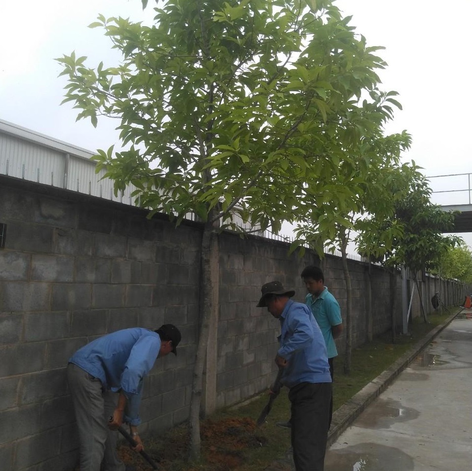 Thi công cây xanh tại Quận 10