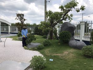 Công ty thi công cây xanh tại Quận 11 giá rẻ