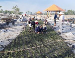 Trồng cỏ trồng cây xanh tại Quận 10