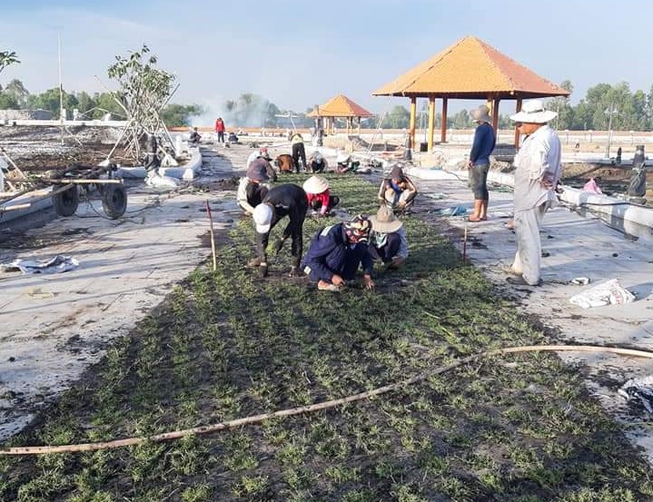 Trồng cỏ trồng cây xanh tại Quận 10