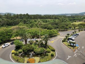 Dịch vụ cắt tỉa cây xanh tại Quận 12 Hồ Chí Minh