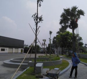 trồng cỏ trồng cây xanh tại Quận 12