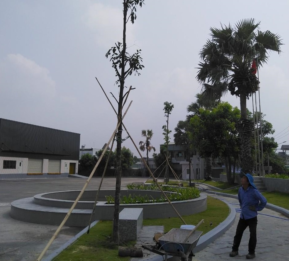 trồng cỏ trồng cây xanh tại Quận 12