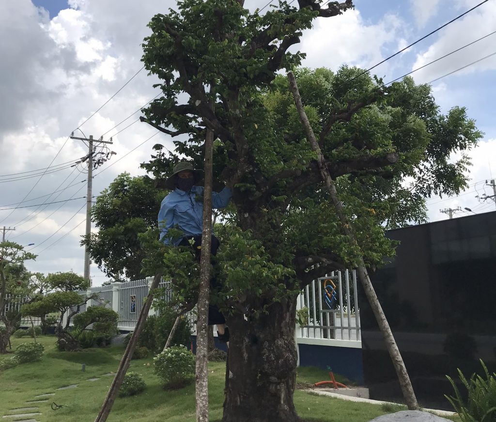 Cách chăm sóc cây xanh hợp lý