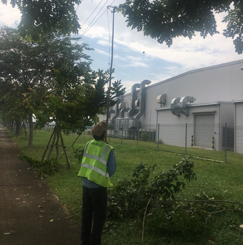 cắt tỉa cây xanh