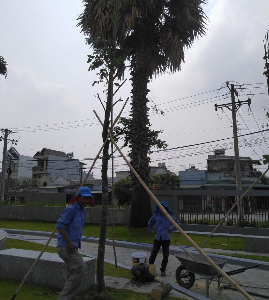 Công ty thi công cây xanh tại Bình Tân uy tín