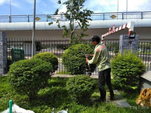 Dịch vụ cắt tỉa cây xanh tại Bình Tân uy tín