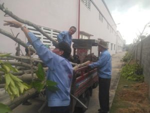 Thi công cây xanh tại Bình Tân