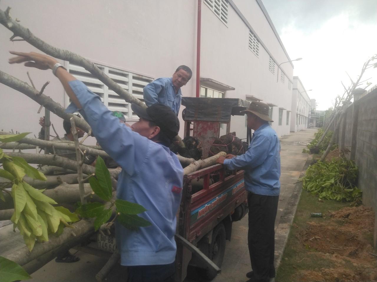 Thi công cây xanh tại Bình Tân