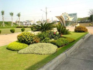 Đơn vị Trồng cỏ trồng cây xanh tại Bình Thạnh Tp Hồ Chí Minh