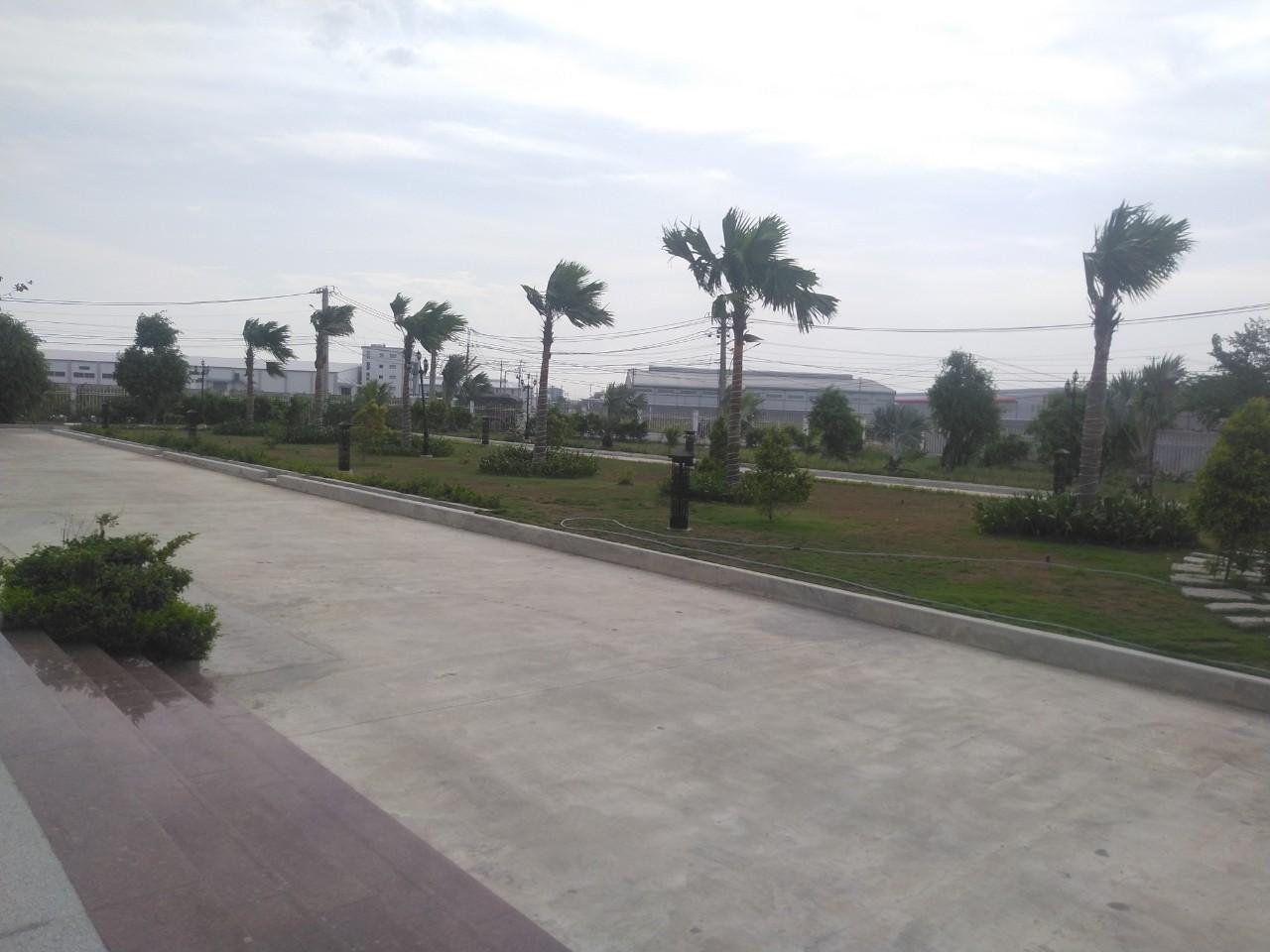 Công ty chăm sóc cây xanh tại Tân Bình Hồ Chí Minh