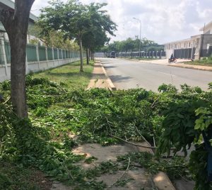 Dịch vụ cắt tỉa cây xanh tại Gò Vấp do Lộc Nguyên thực hiện