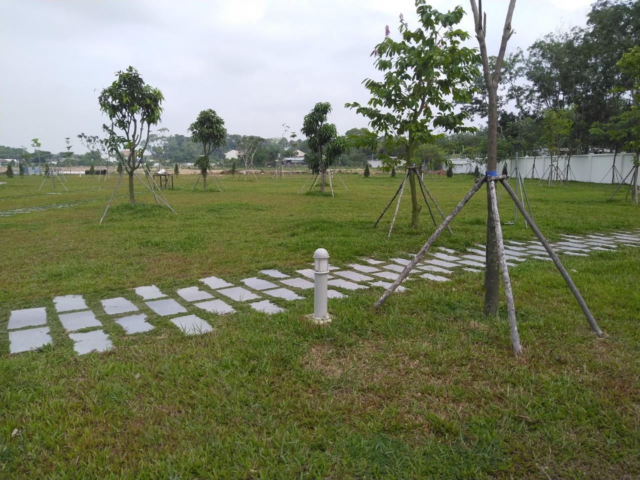 Lộc Nguyên thực hiện dịch vụ trồng cỏ trồng cây xanh tại Phú Nhuận TpHCm