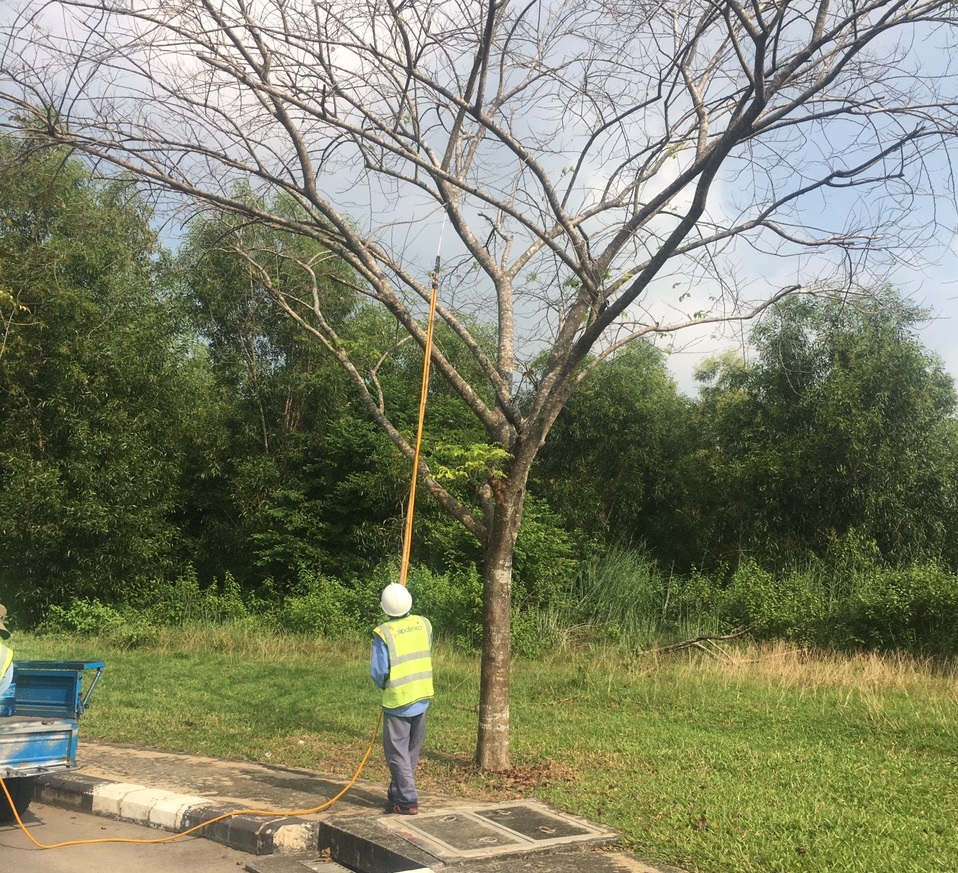 Khi nào cần cắt tỉa cây xanh