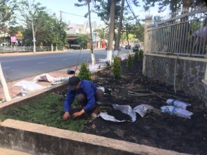 trồng cỏ trồng cây xanh tại Gò Vấp với Lộc Nguyên
