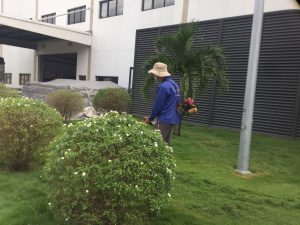 Đơn vị cắt cỏ tại Gò Vấp giá rẻ - Lộc Nguyên