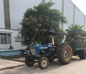 Công ty thi công cây xanh tại Tân Phú giá rẻ