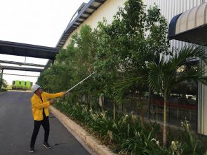 Dịch vụ cắt tỉa cây xanh tại Phú Nhuận Hồ Chí Minh của Lộc Nguyên