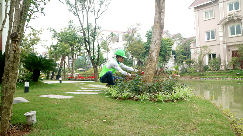 giống cây và chủng loại cây cỏ cần trồng