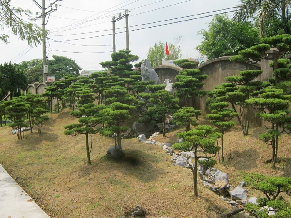 Tỉa cành giúp thông thoáng tán lácắt tỉa cây xanh tại Bình Chánh uy tín