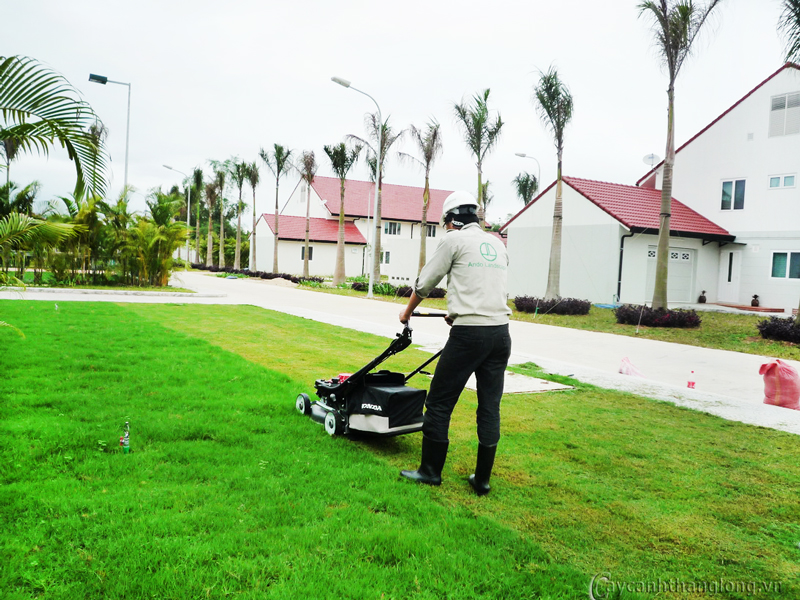 Vì sao nên sử dụng dịch vụ cắt cỏ tại Tân Bình giá rẻ