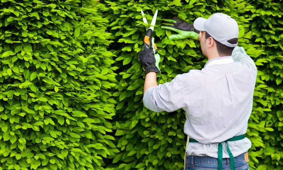 lợi ích và ý nghĩa từ dịch vụ chăm sóc cây xanh của công ty tại Cần Giờ