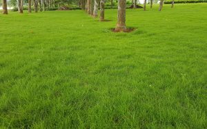 Trồng cỏ trồng cây xanh tại Củ Chi