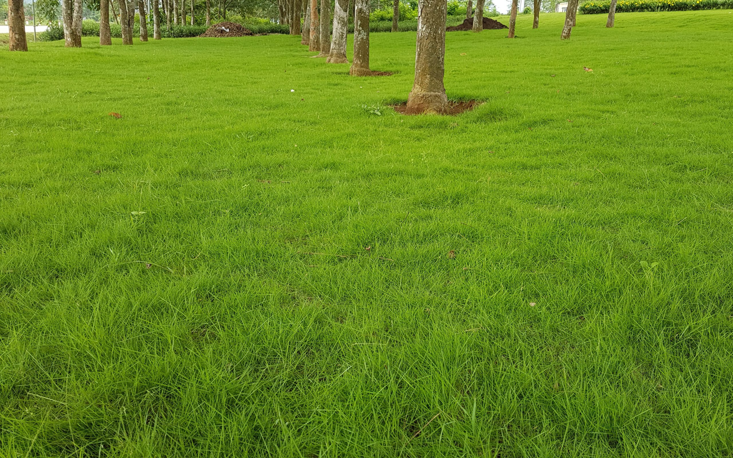 Trồng cỏ trồng cây xanh tại Củ Chi