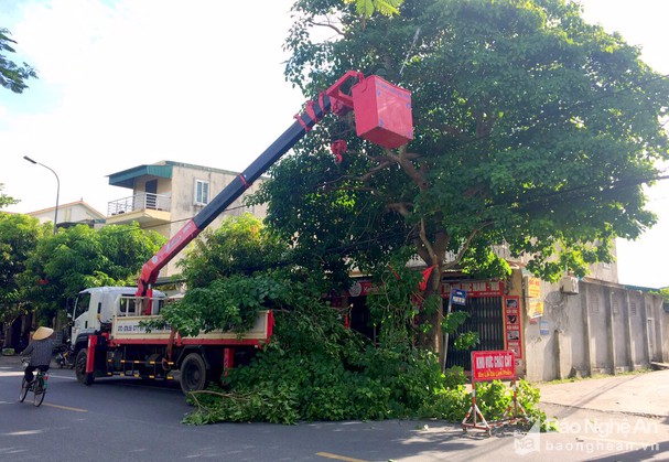 Dịch vụ cắt tỉa cây xanh tại Nhà Bè HCM