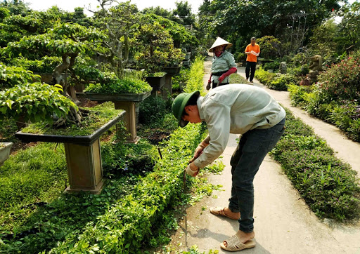 Công ty TNHH Cảnh Quan Đồng Xanh