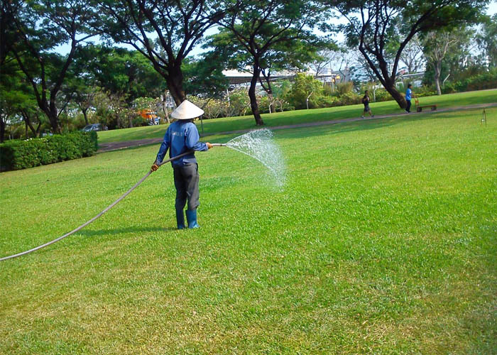 Công ty cây xanh TPHCM Hoàng Nguyên