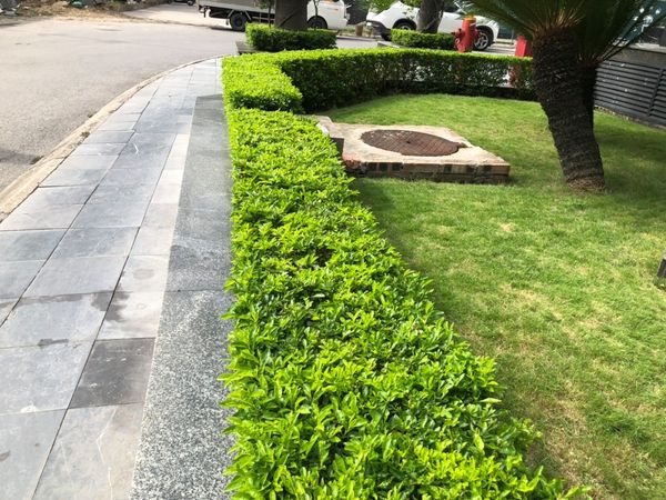 Lý do bạn nên chọn dịch vụ cắt tỉa cây xanh tại Cần Giờ HCM của Lộc Nguyên?