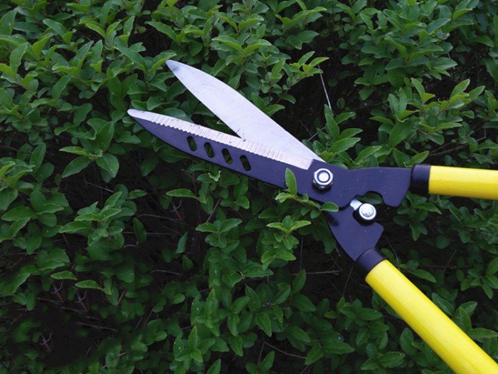 Dịch vụ cắt tỉa cây xanh tại Cần Giờ HCM