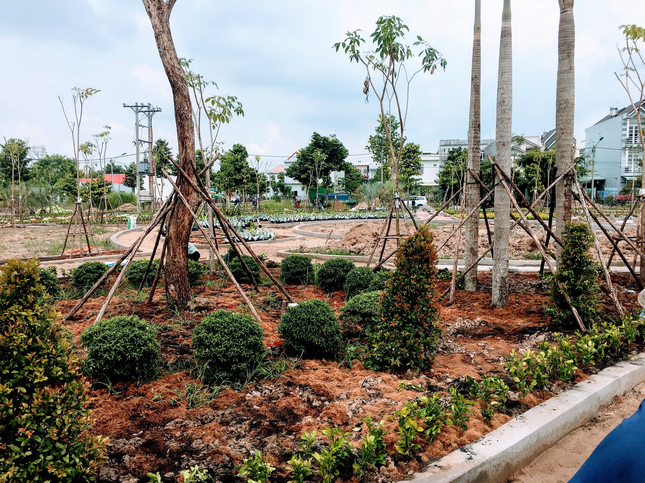 Tại sao nên chọn lựa dịch vụ trồng cỏ trồng cây xanh tại Cần Giờ HCM của Công ty Lộc Nguyên?