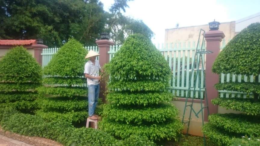 Top 15 công ty chăm sóc cây xanh tại TP. HCM uy tín nhất