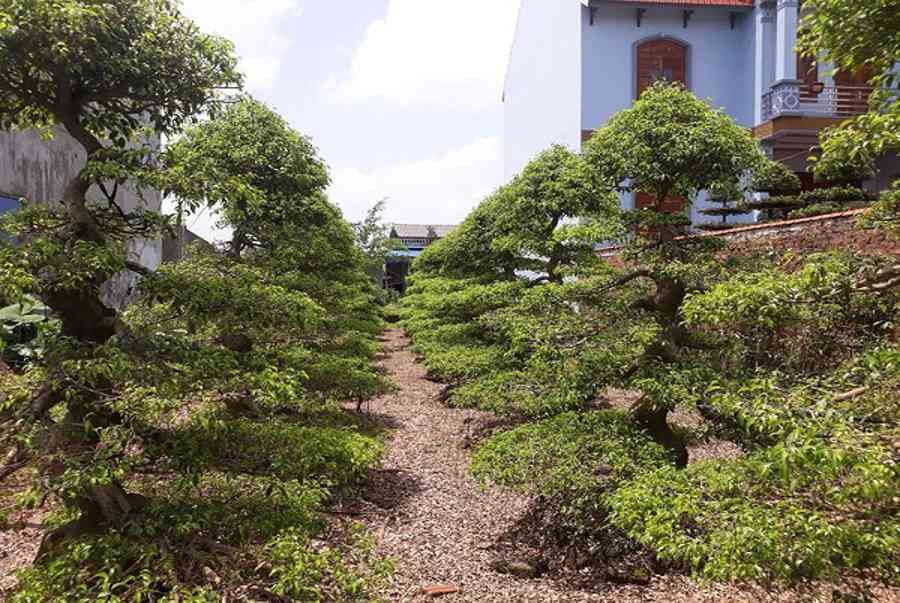 Top 5 dịch vụ cắt tỉa cây xanh tại TpHCM tốt nhất