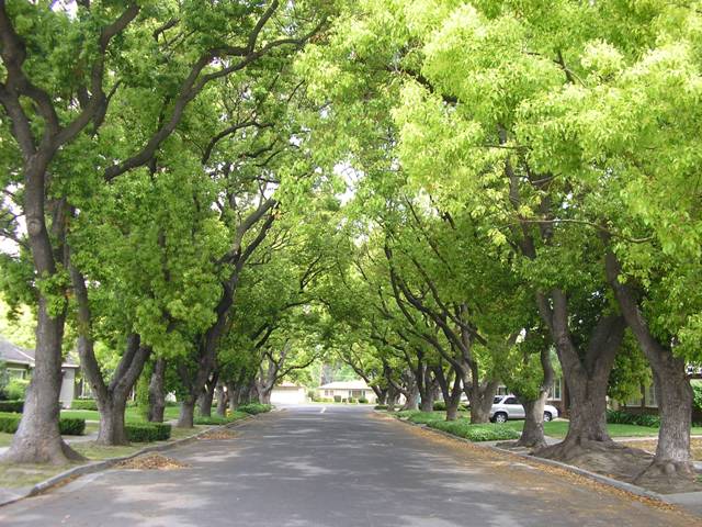 10 bước trồng, chăm sóc cây xanh đô thị hiệu quả