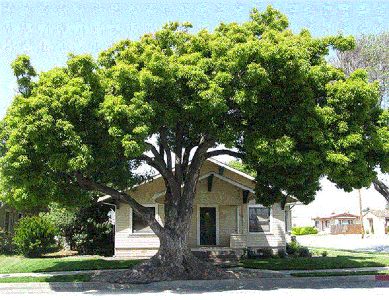 10 loại cây bóng mát được sử dụng phổ biến cho nhiều công trình