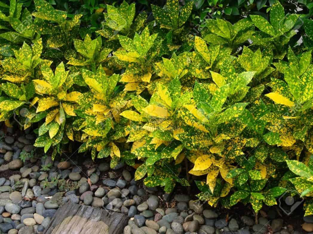 15 loại cây trồng viền đẹp được sử dụng nhiều nhất