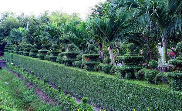 chăm sóc cây xanh đường viền