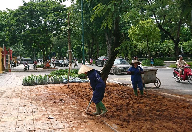 Công ty trồng cây xanh chuyên nghiệp tại Hồ Chí Minh