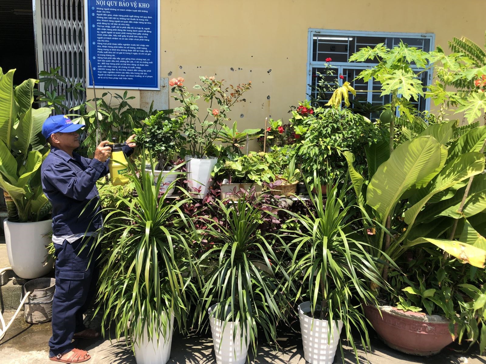 Duy trì chăm sóc đều đặn cho cây xanh khuôn viên