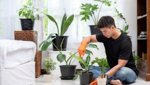 Kinh nghiệm chăm sóc cây cảnh văn phòng ai cũng phải biết