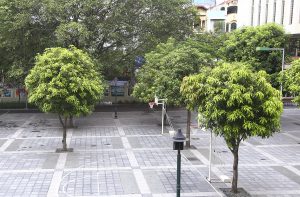 Tìm hiểu cách chăm sóc cây xanh khuôn viên luôn tươi đẹp