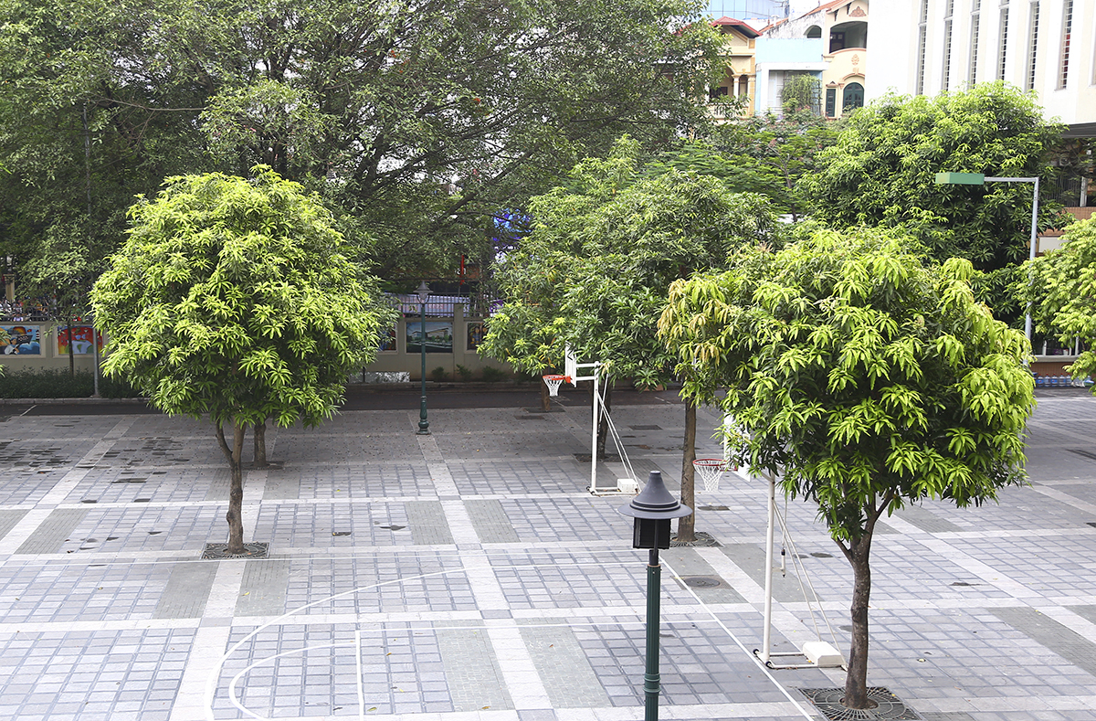 Tìm hiểu cách chăm sóc cây xanh khuôn viên luôn tươi đẹp