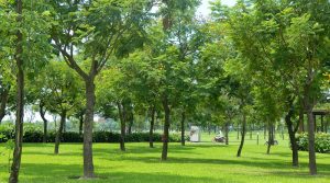 Top 5 công ty trồng cây xanh TpHCM chuyên nghiệp