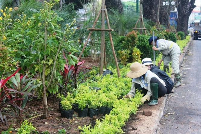 Top 5 công ty trồng cây xanh chuyên nghiệp tại Hồ Chí Minh